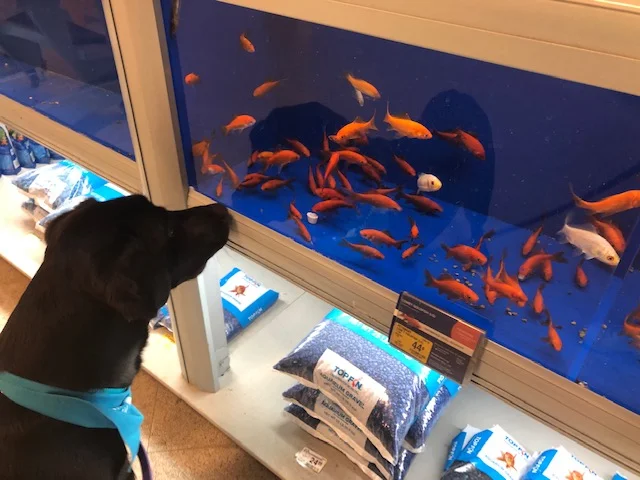 AeroVisitingFishies.jpg