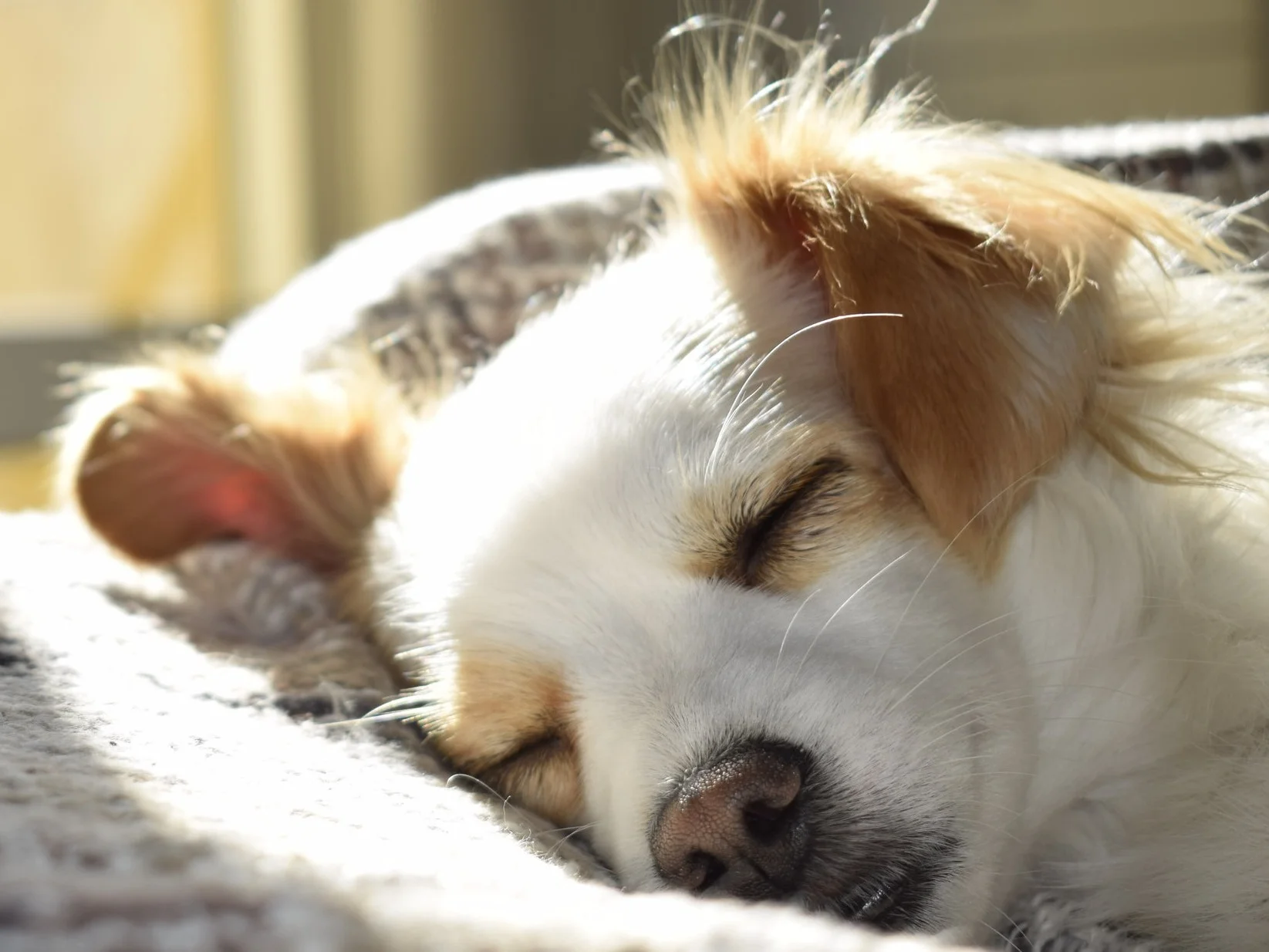 Canva%2B-%2BCloseup%2BPhotography%2Bof%2BAdult%2BShort-coated%2BTan%2Band%2BWhite%2BDog%2BSleeping%2Bon%2BGray%2BTextile%2Bat%2BDaytime.jpg