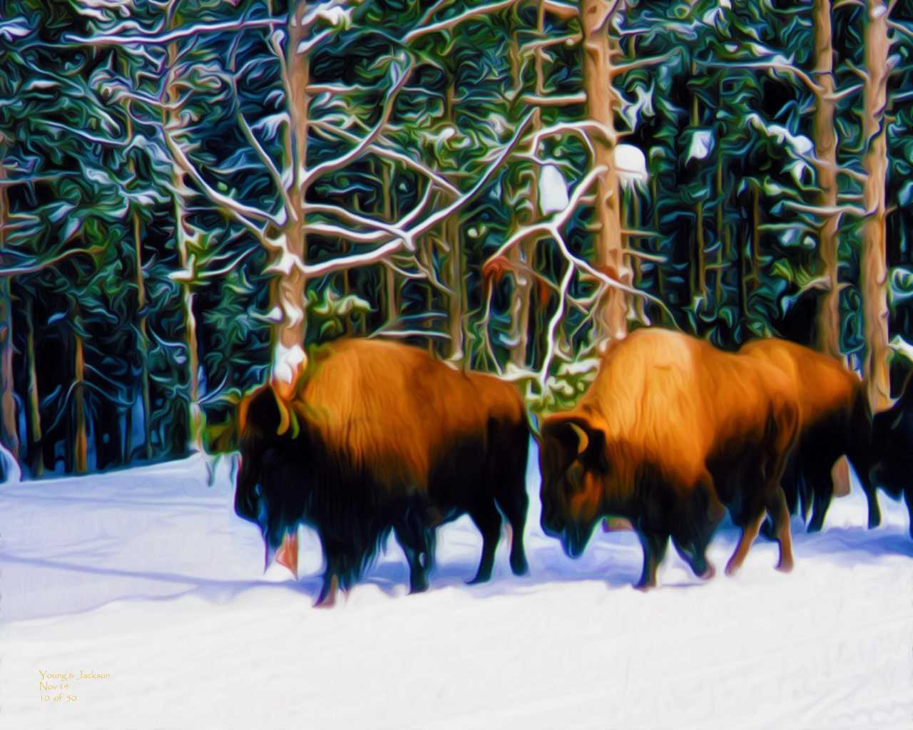 yellowstone in winter 12-18.png