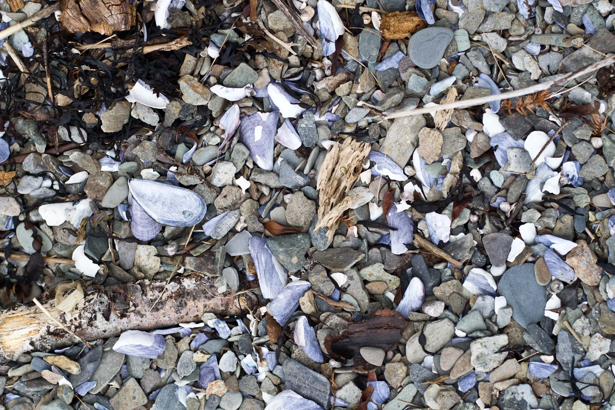 shell-beach.jpg