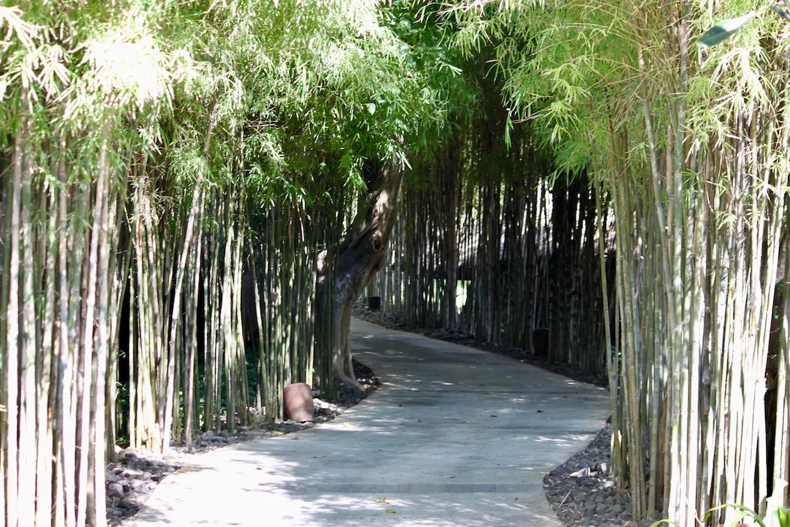 bali bamboo paths