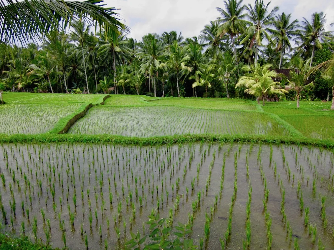 bali images 1