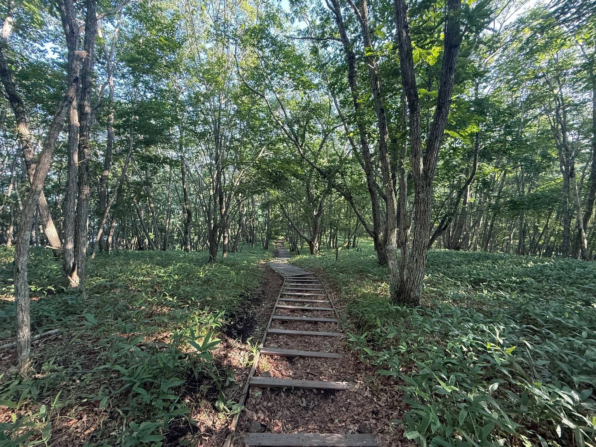 Sarubo Observatory Forest Trail