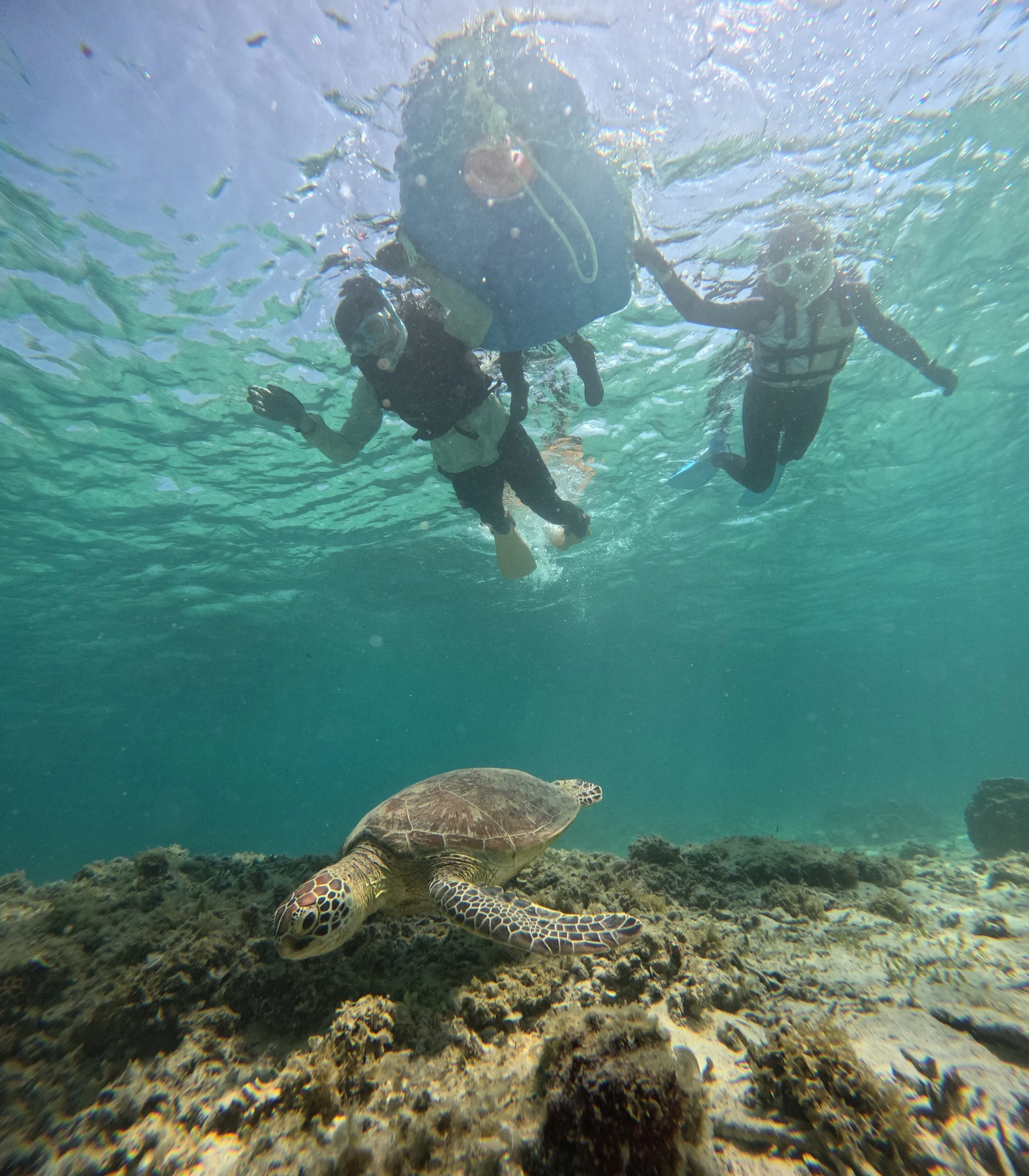 Snorkeling and sea turtle