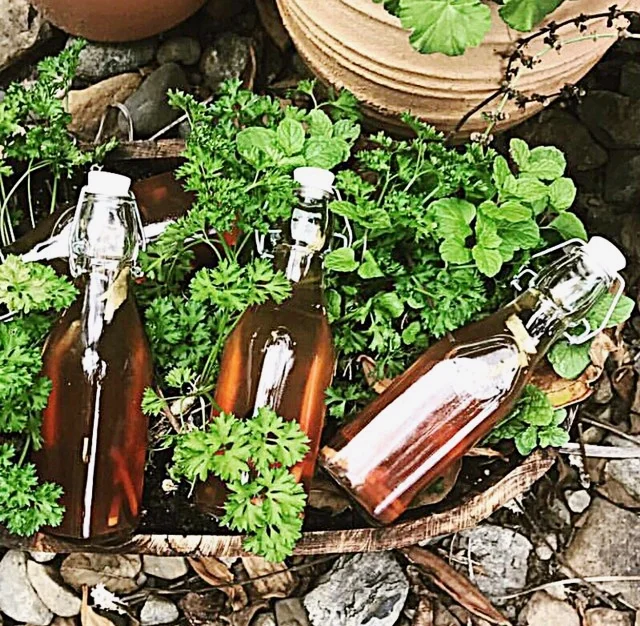 Kombucha Tea
