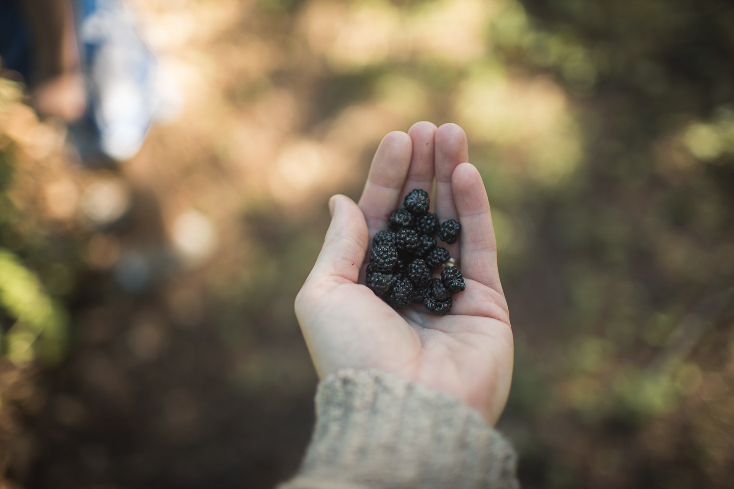 Blackberries in an open hand