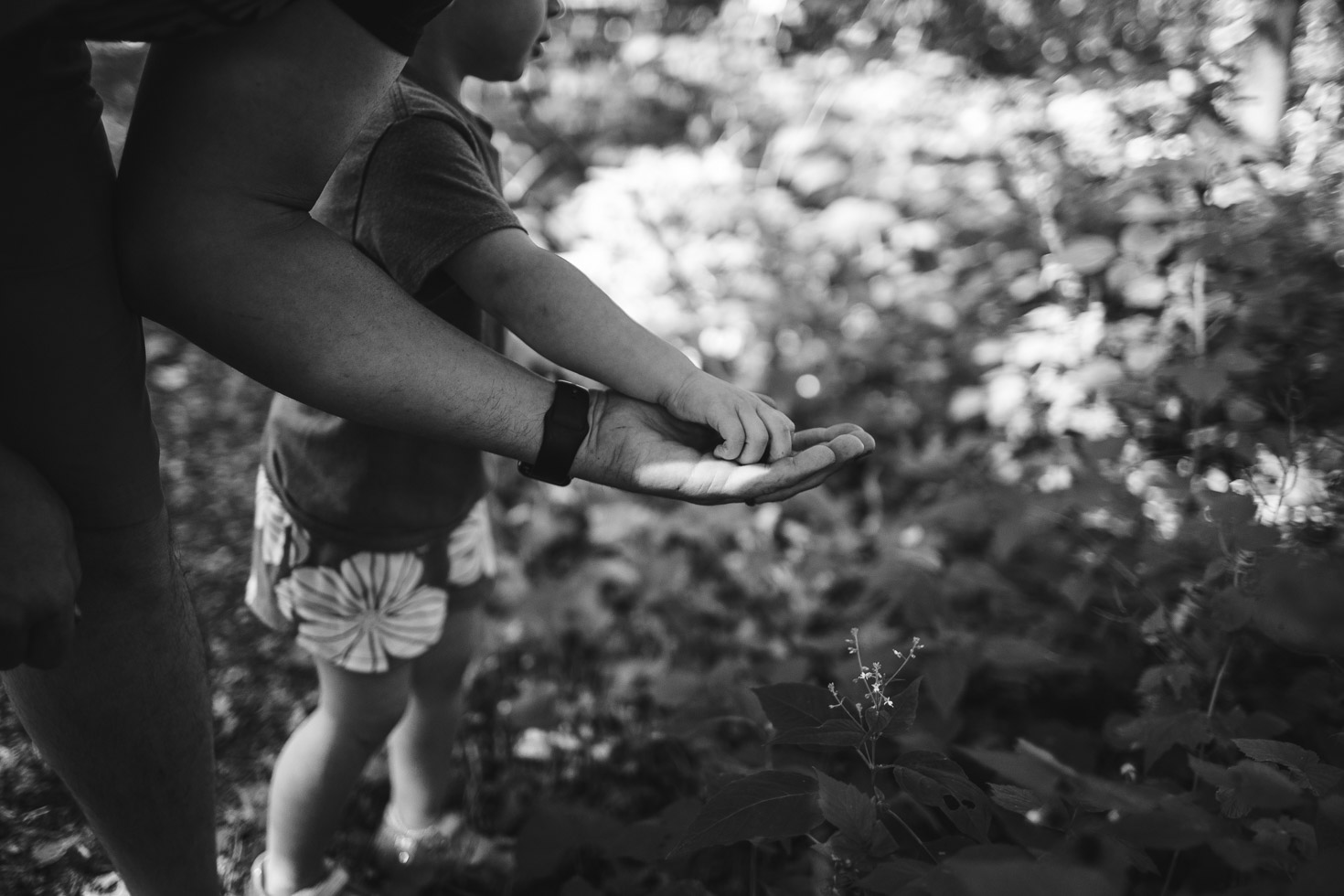 Child taking blackberries from father's hands 