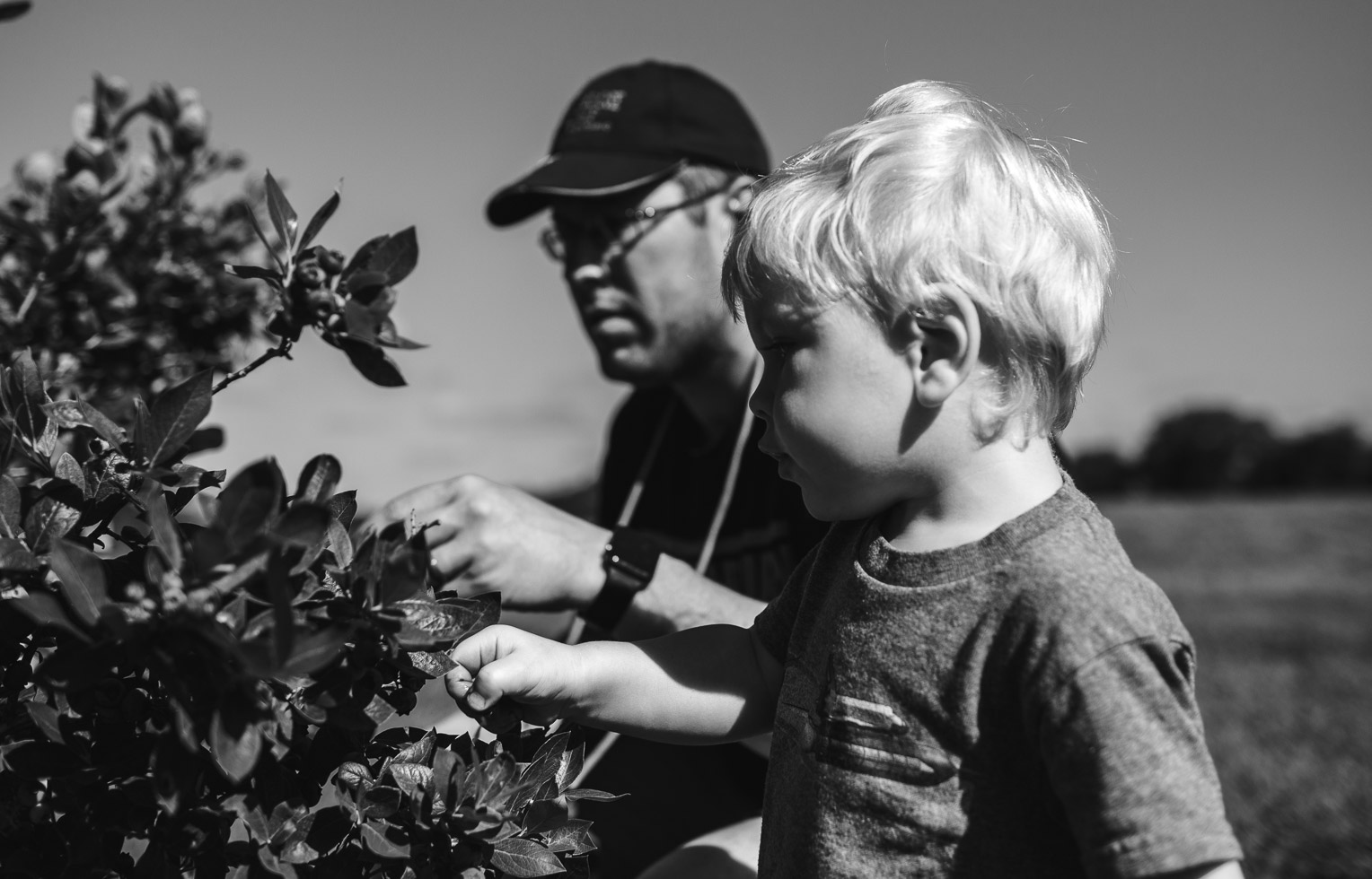 Toddler boy picking blueberries in dappled light, black and white 