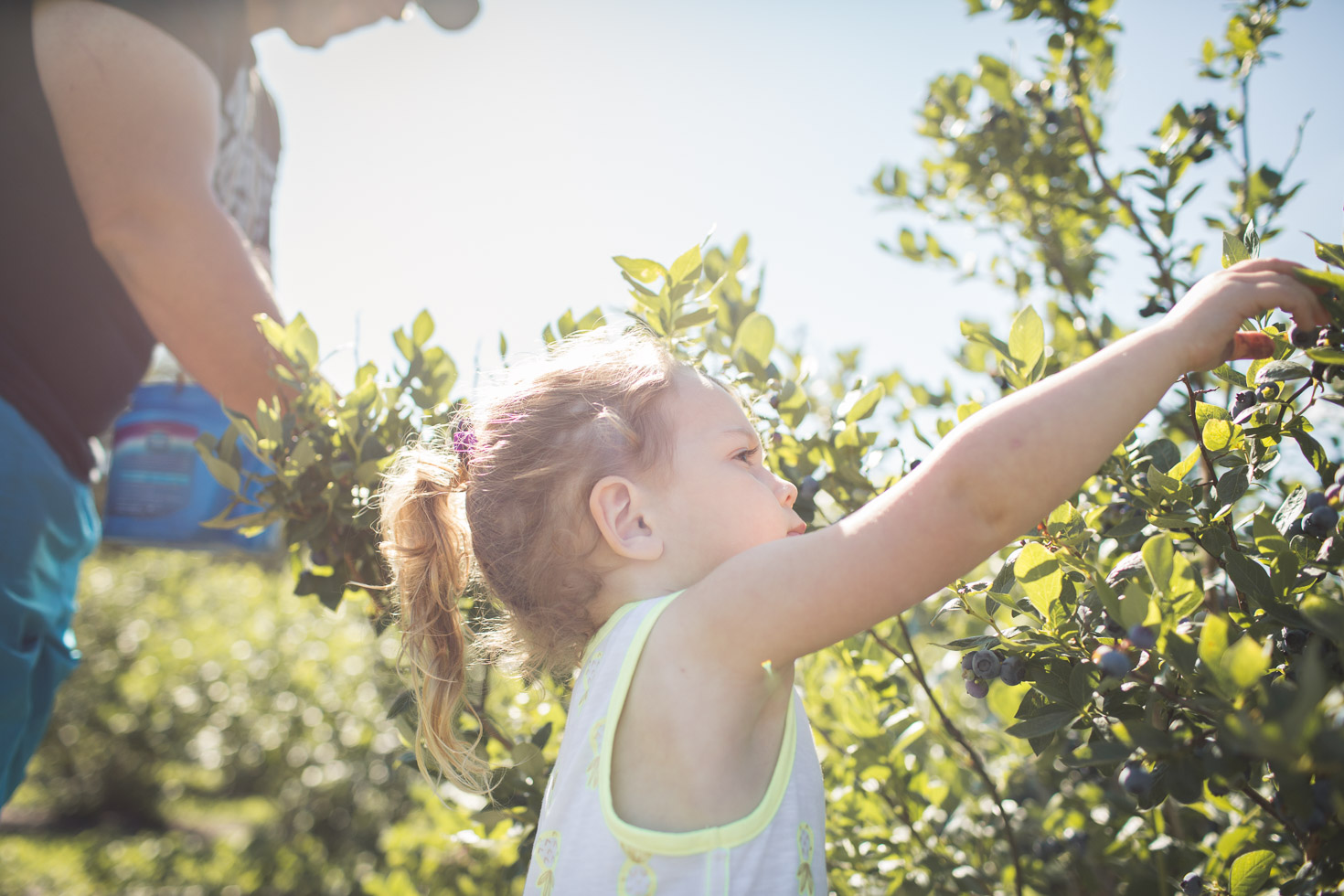 toddler girl picking blueberries with father in morning light 