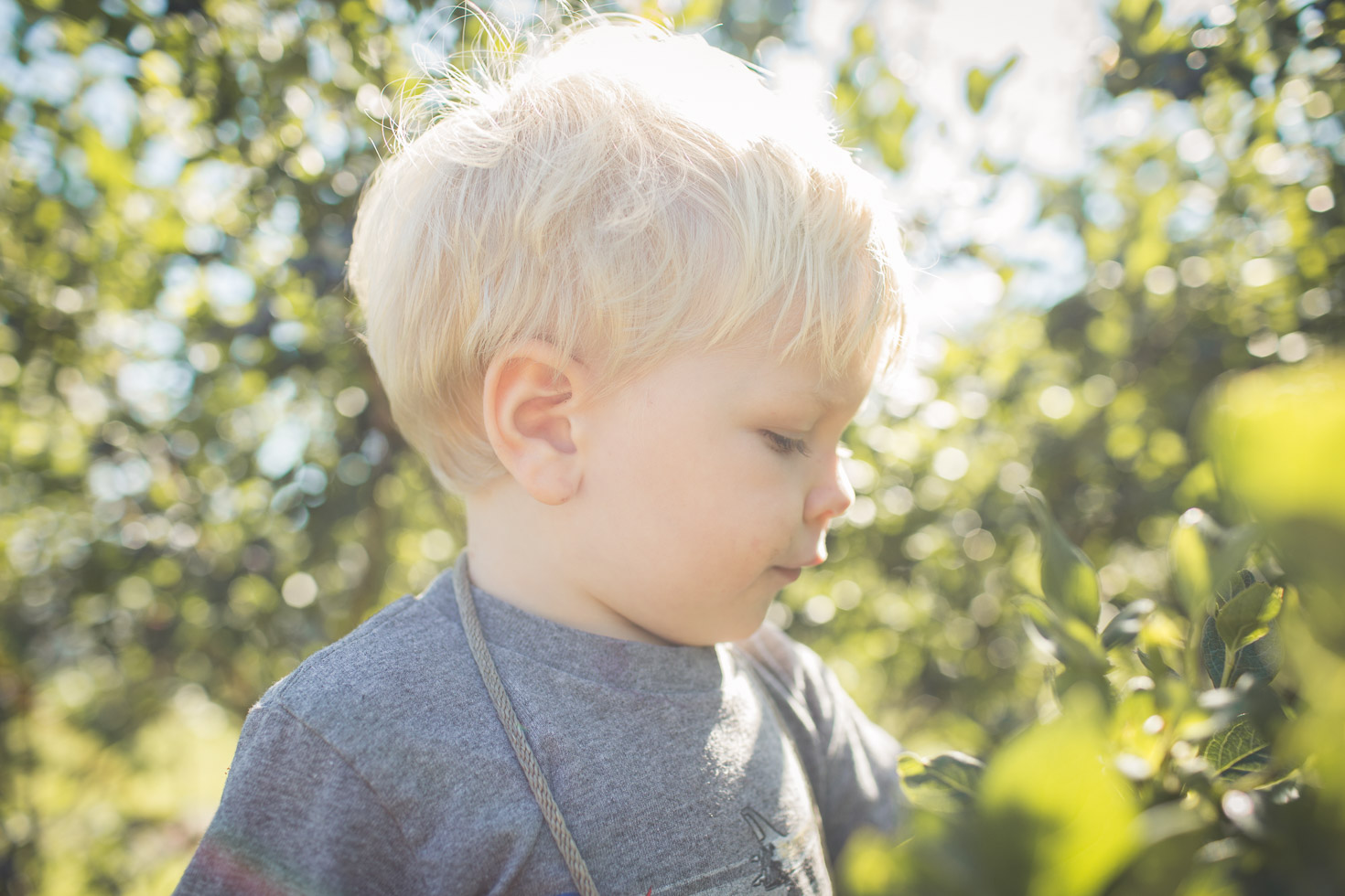 toddler boy soaking in the sun at a blueberry farm 