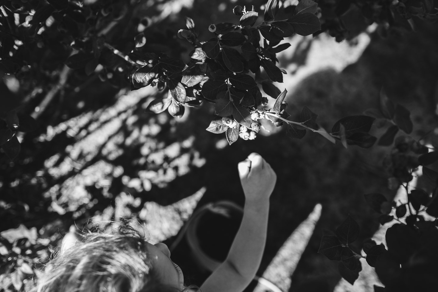 toddler girl picking blueberries while seated; black and white 