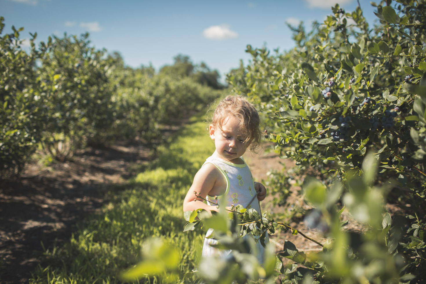 toddler girl soaking in her environment on a blueberry farm 