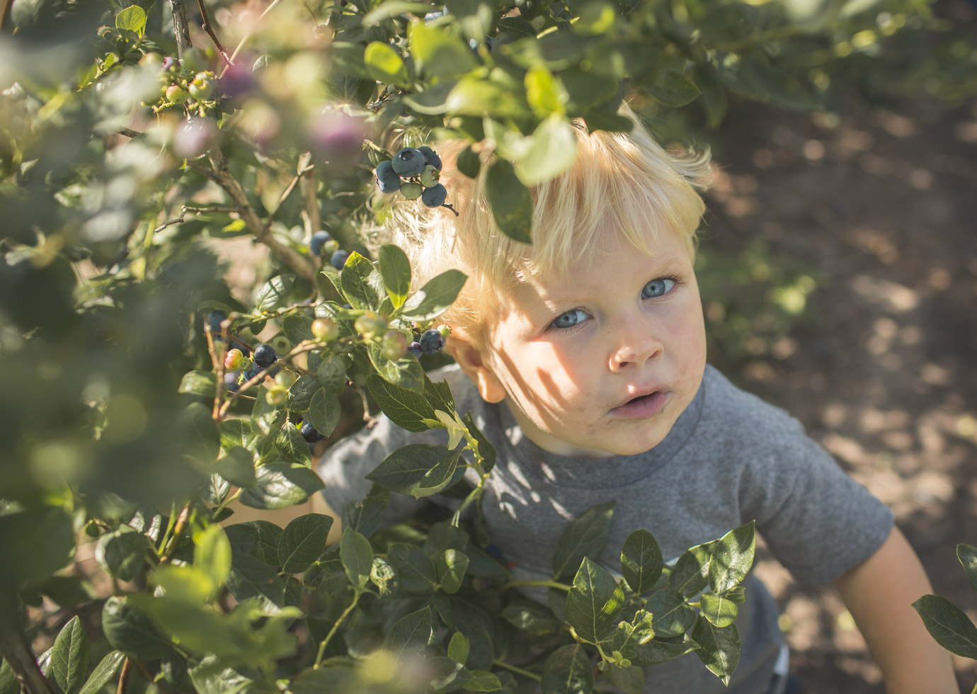 Toddler boy looking up through blueberry bushes