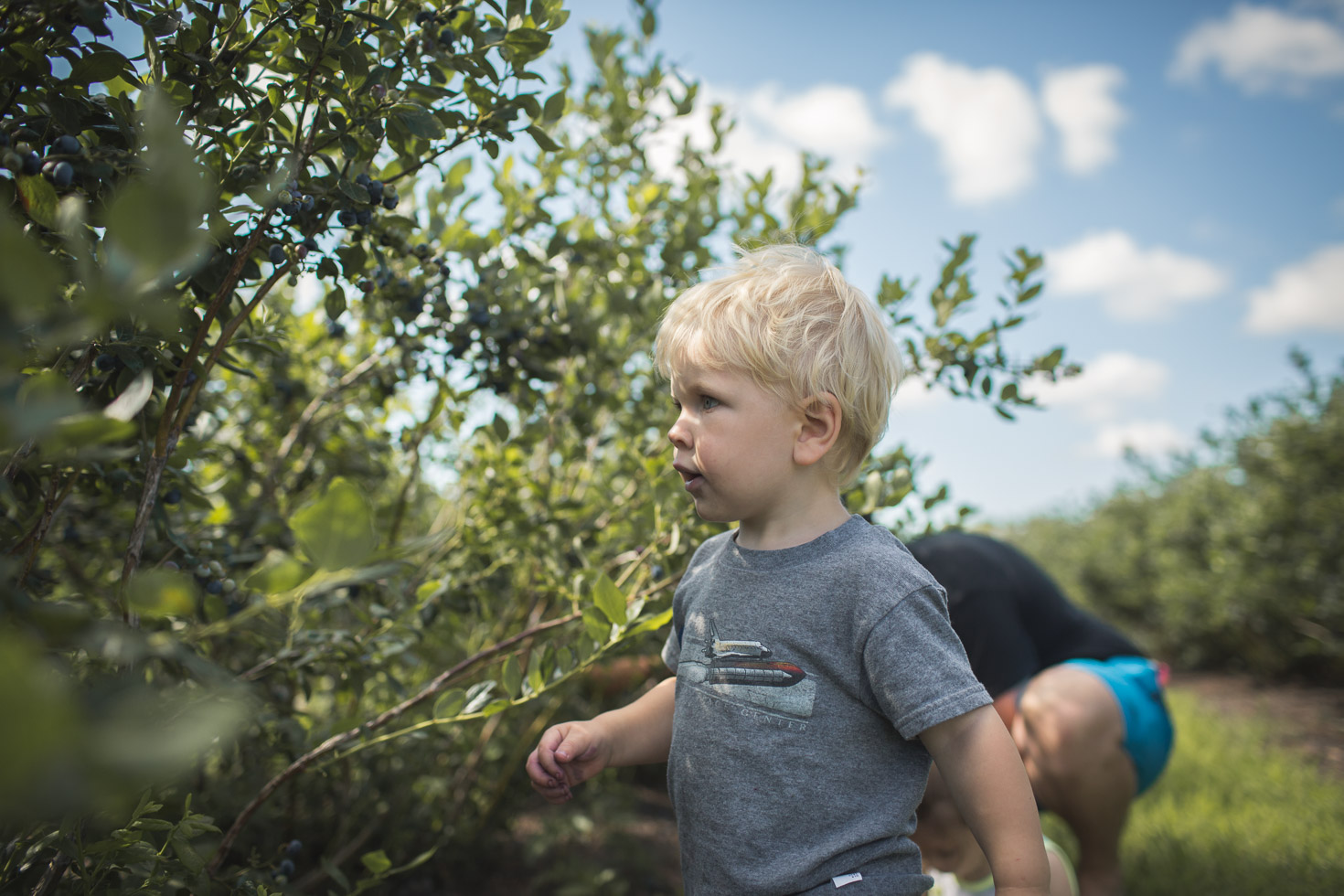 toddler boy seeking out blueberries on bush