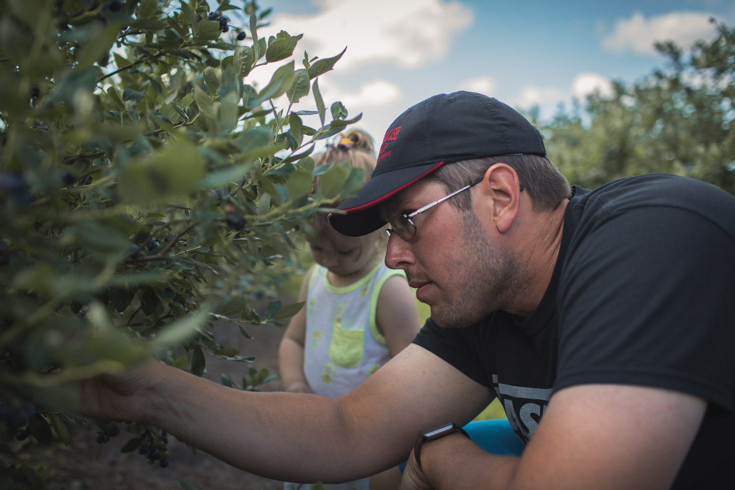 father picking blueberries with girl in background 