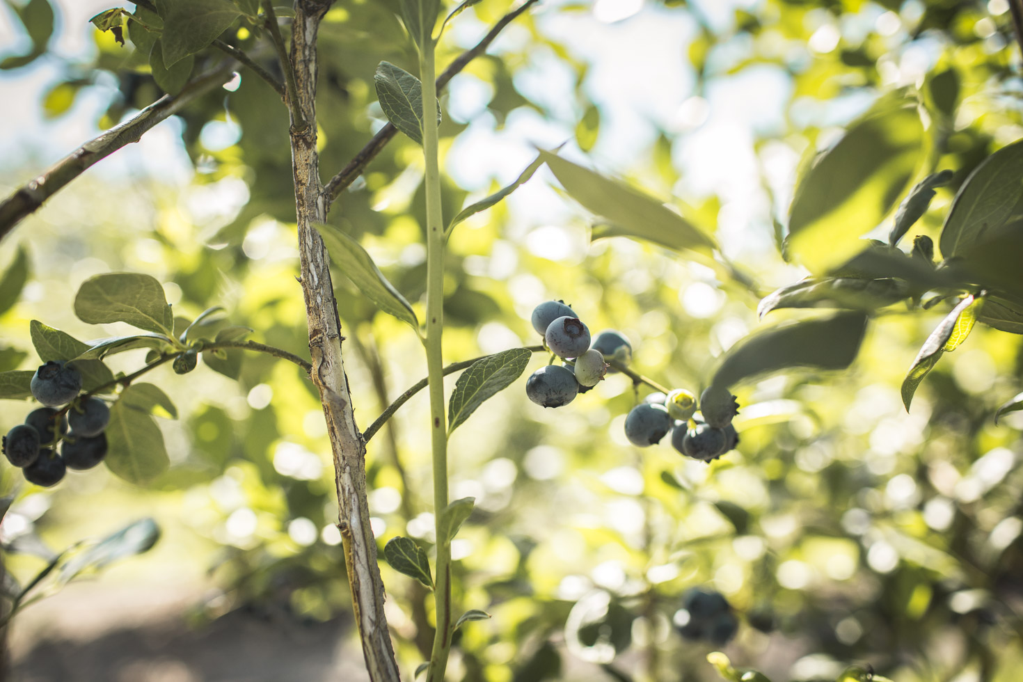 Nature image of blueberries 