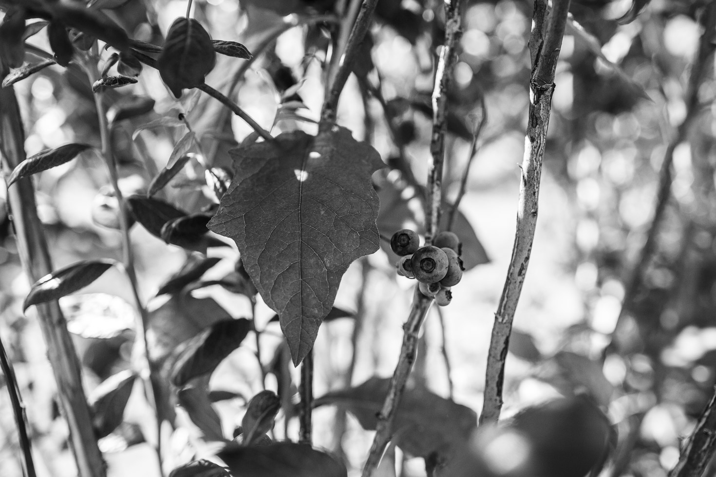 Nature image of blueberries: black and white 