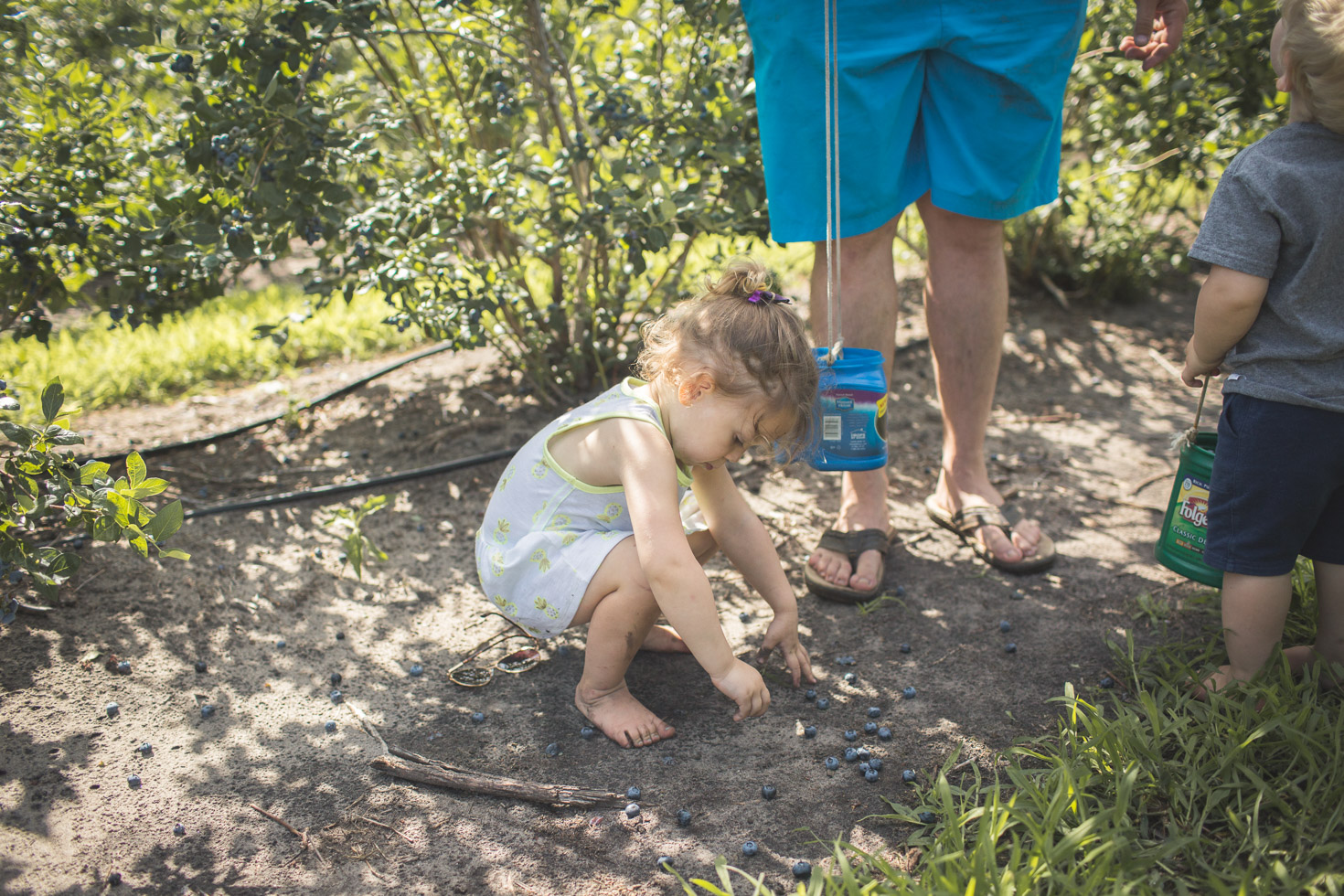 girl collecting blueberries from the ground, gathering 