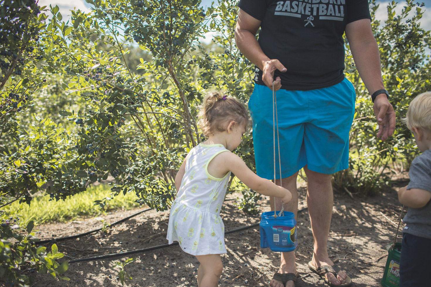 girl dropping blueberries into bucket with father 