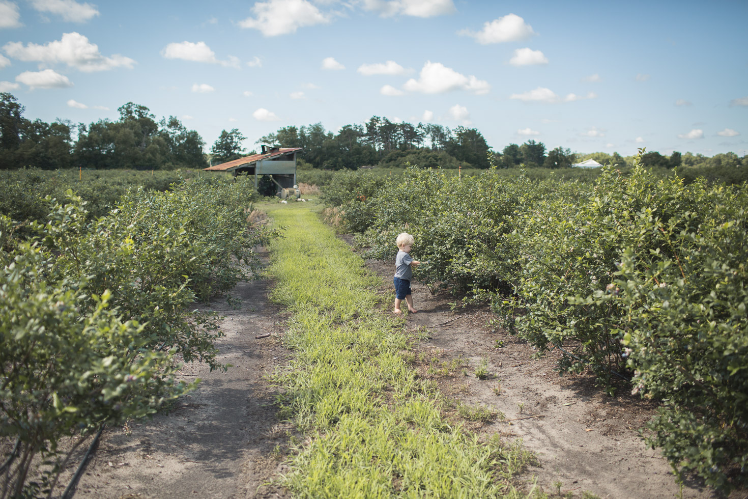 wide angle shot of boy in blueberry field, powerful scenery 