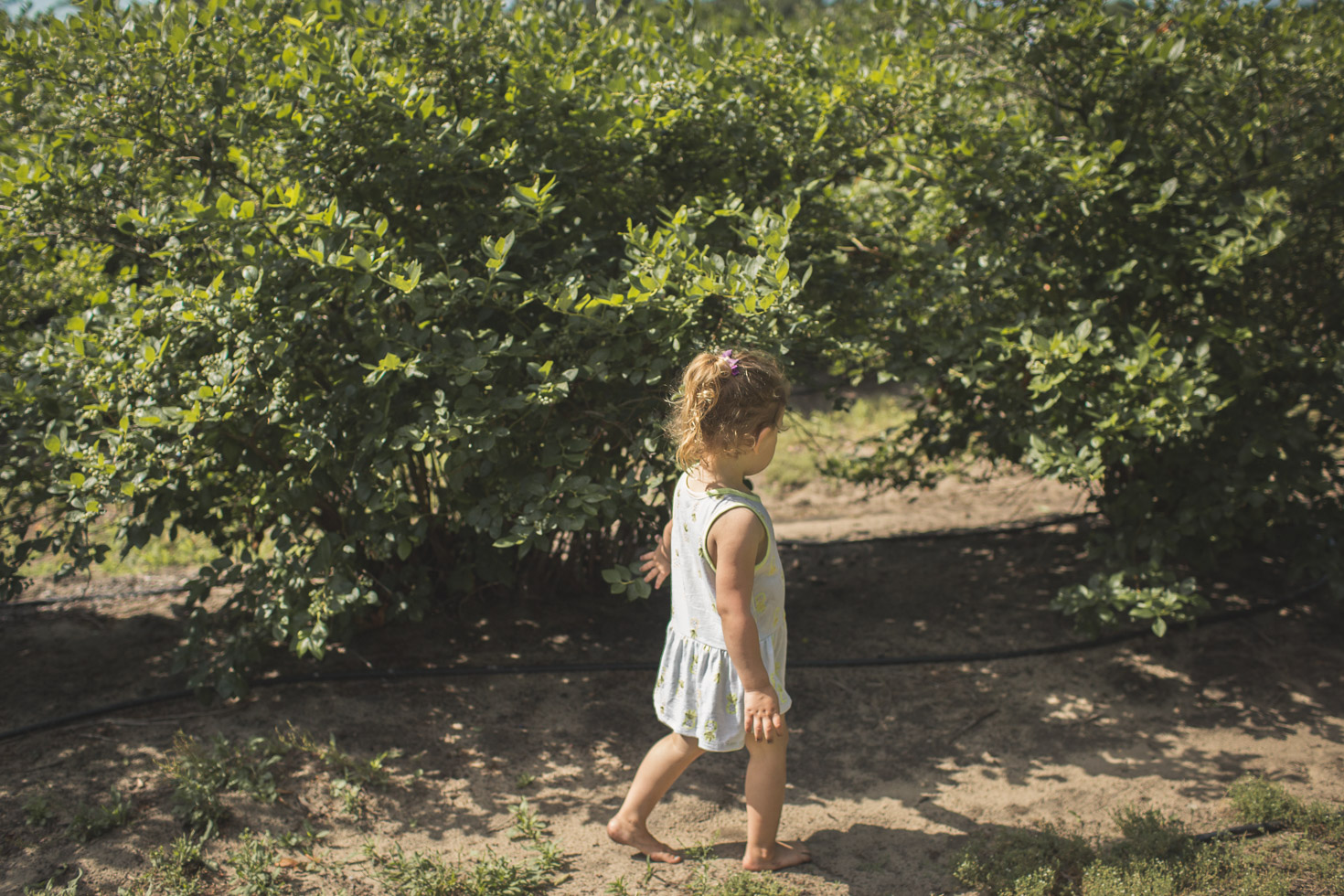 girl walking along row of blueberry bushes, making memories