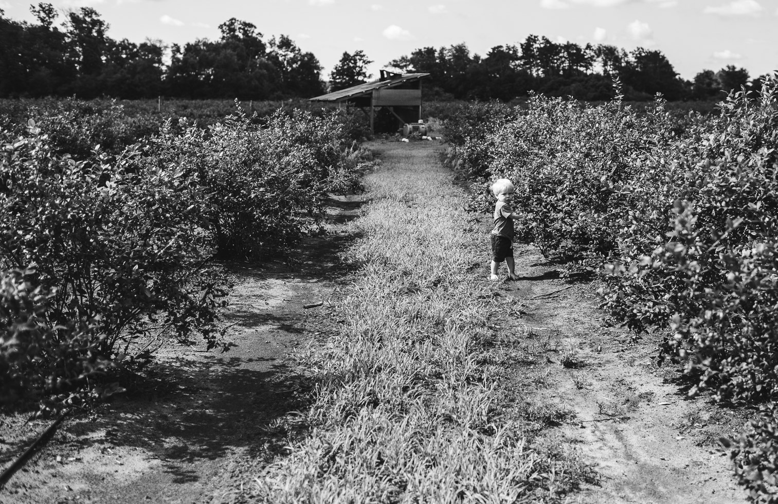 wide angle image of toddler boy in blueberry field; black and white