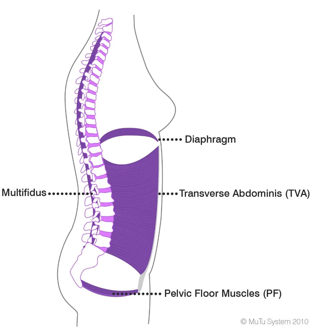 Core Muscles 1.jpg