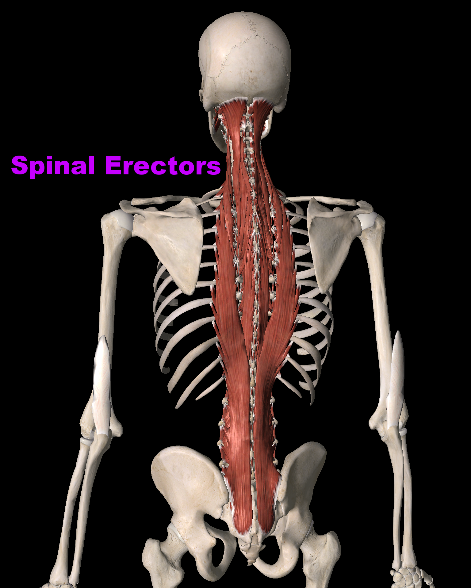 erectors.png