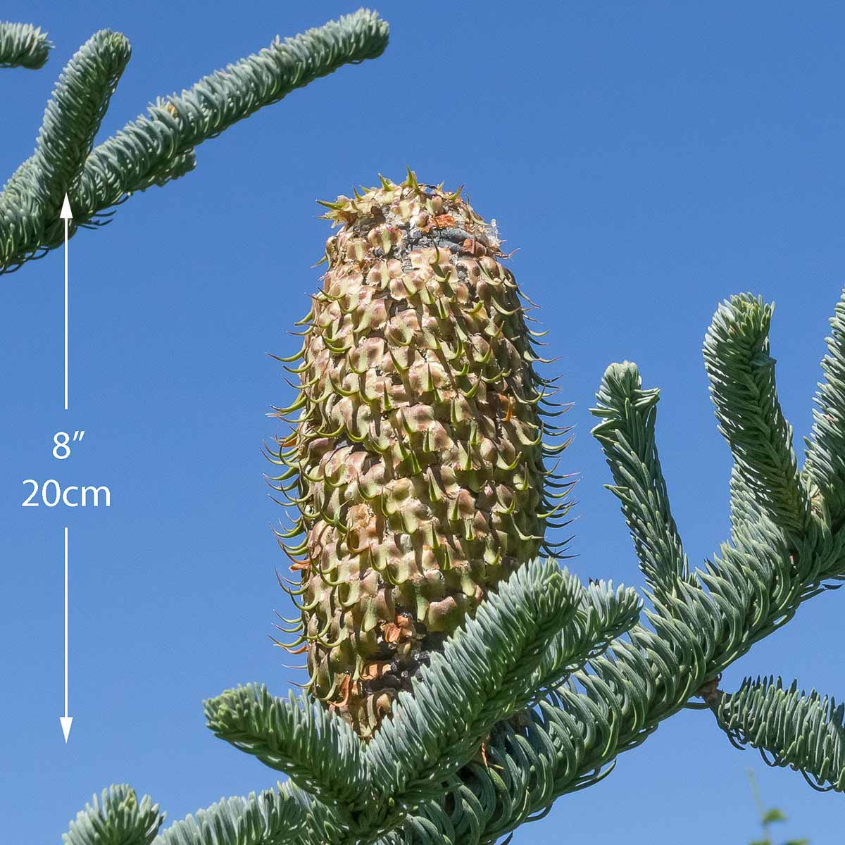 noble fir