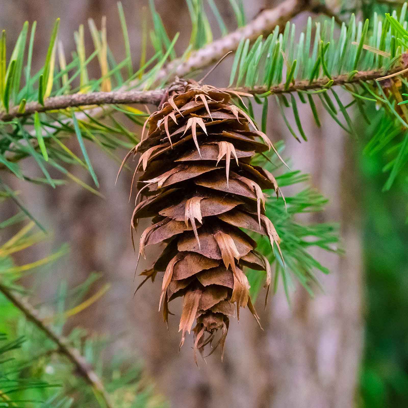 seed cone of Douglas-fir