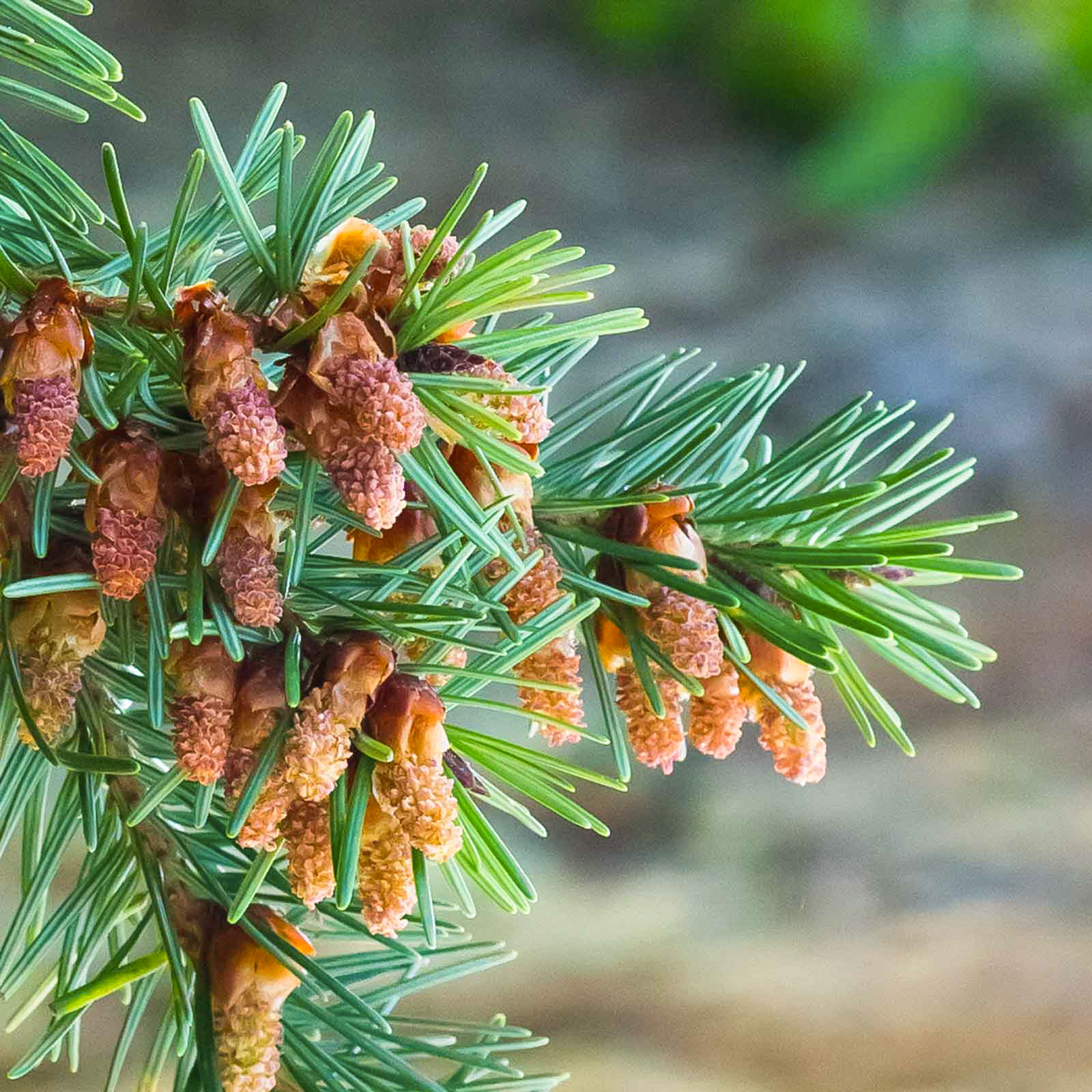 pollen cones of Douglas-fir