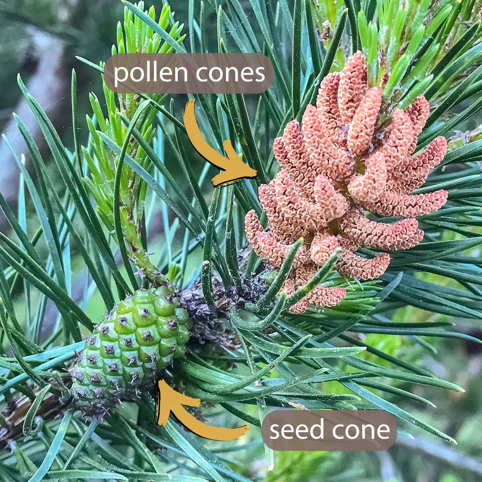 seed cone and pollen cones of shore pine