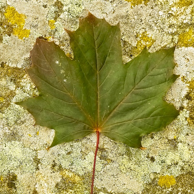 Norway maple leaf