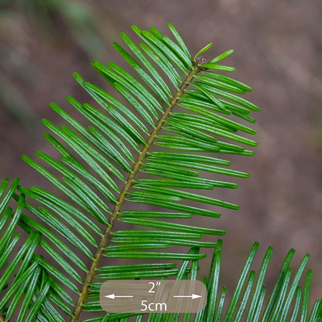 grand fir, a Pacific NW native tree