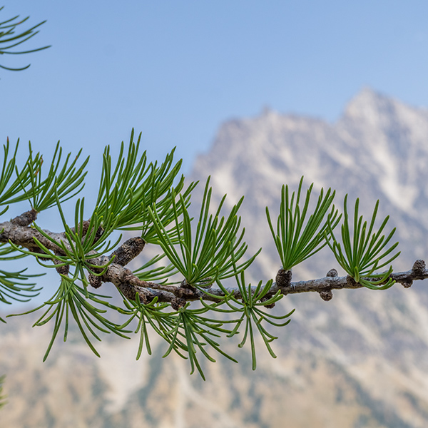 subalpine larch