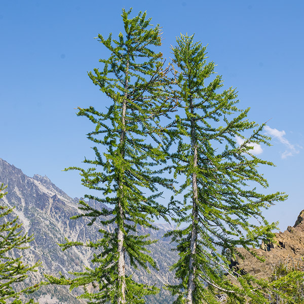 at or near tree line