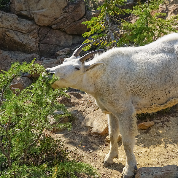 mountain goat eating subalpine larch