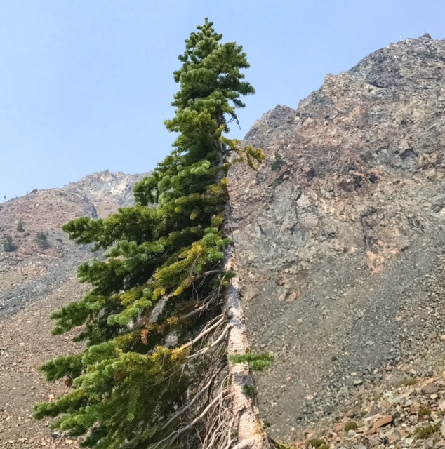 subalpine fir