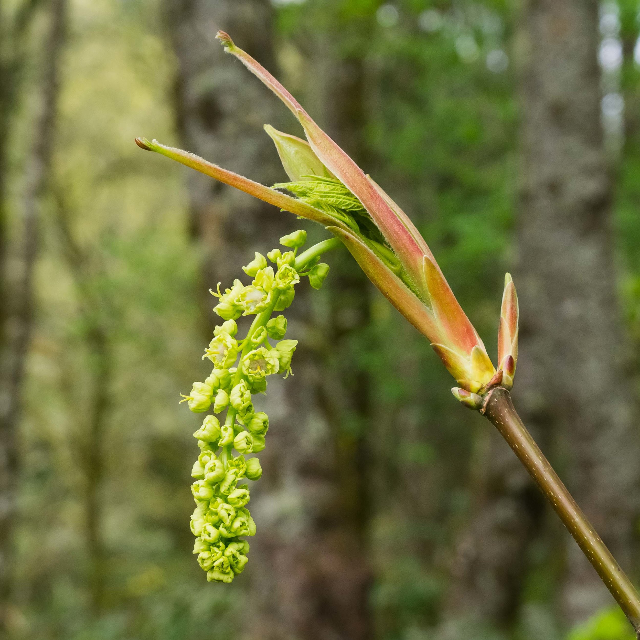 April flowers on bigleaf maples