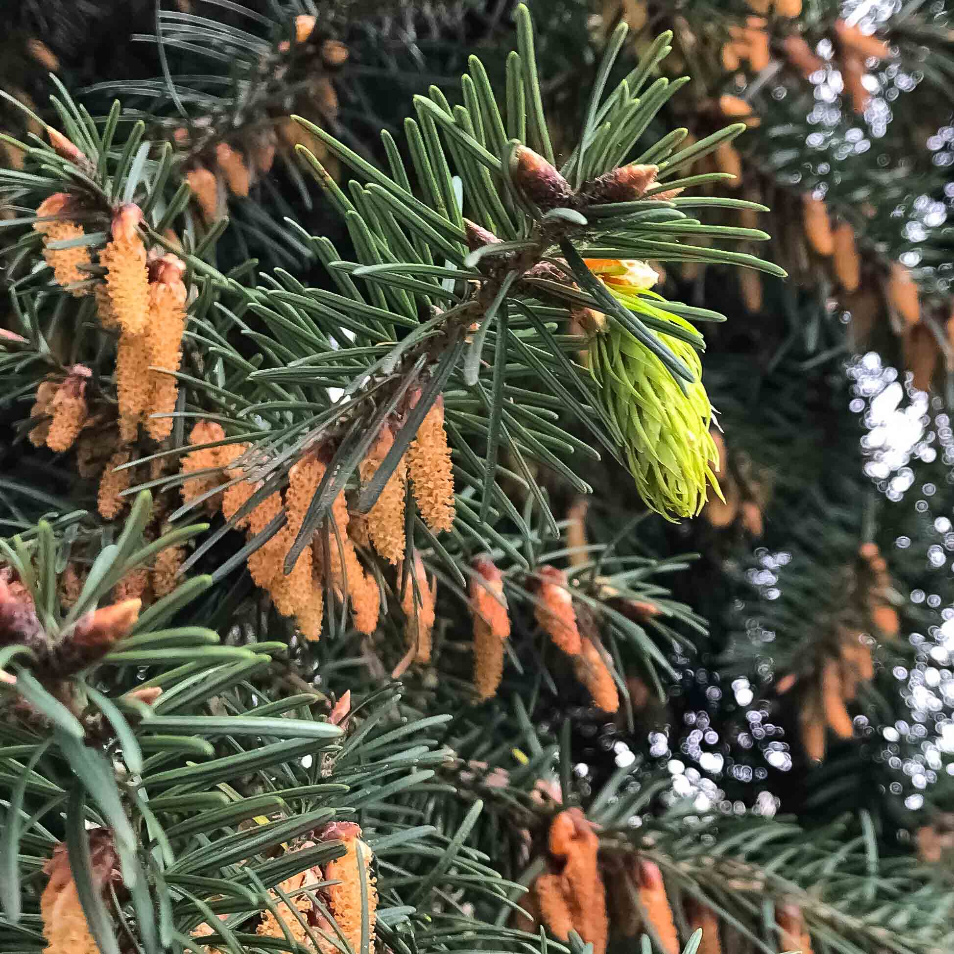 Douglas-fir cones, male & female