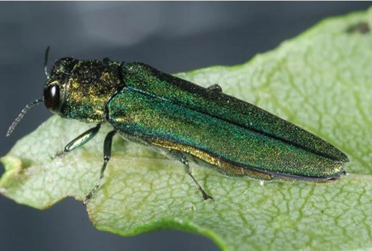emerald ash borer Photo credit: Dr. James E. Zablotny, USDA