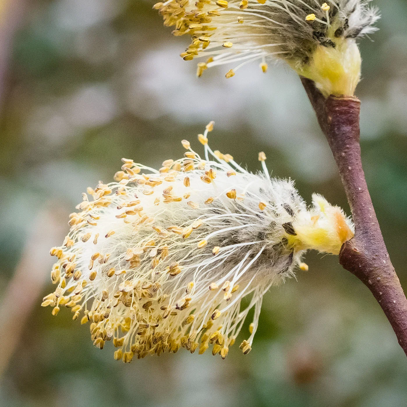Today: Pussy willow catkins, mid-March