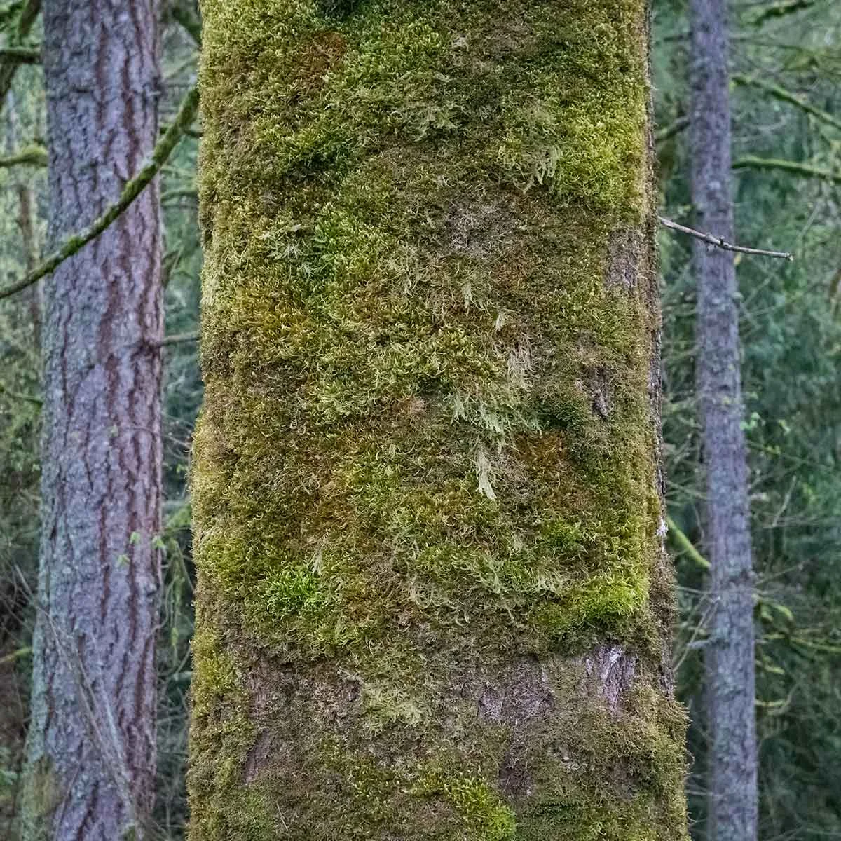 Bigleaf maple trunk