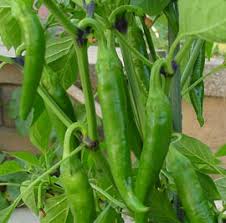 korean hot pepper.evergreenseeds.com.jpg