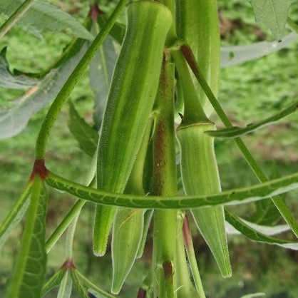 cropped2.okra-close-5-blog-K.sustainablemarketfarming.com.kathryn simmons.jpg