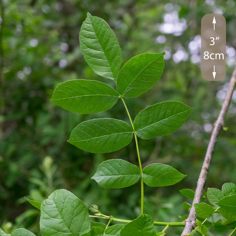 One compound leaf of Oregon ash