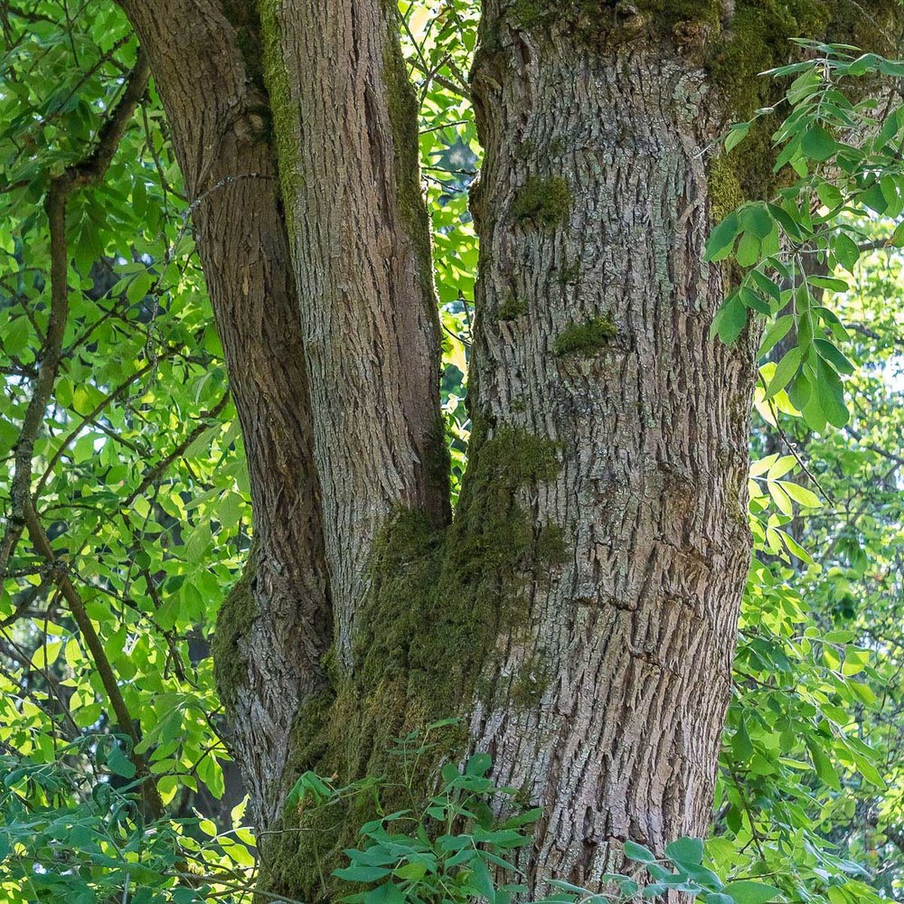 Bark of mature Oregon ash