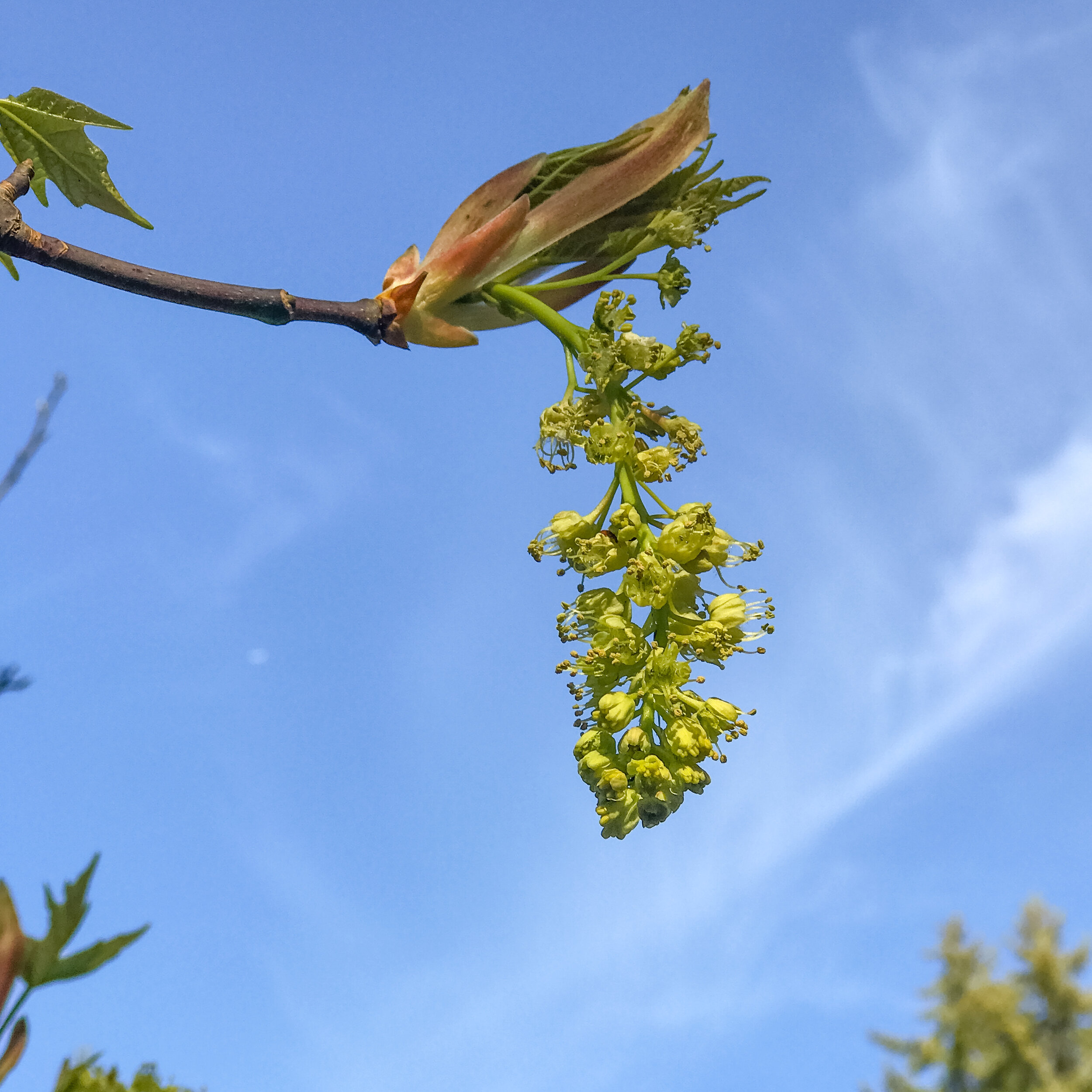 Billions of maple flowers are bursting open near you — Trees Pacific  Northwest