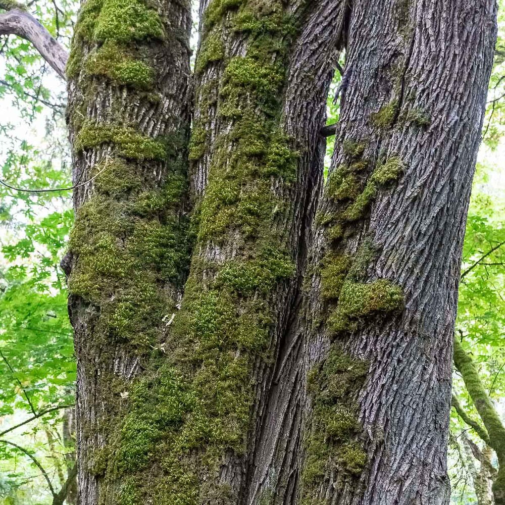 multi-stemmed trunk of a bigleaf maple