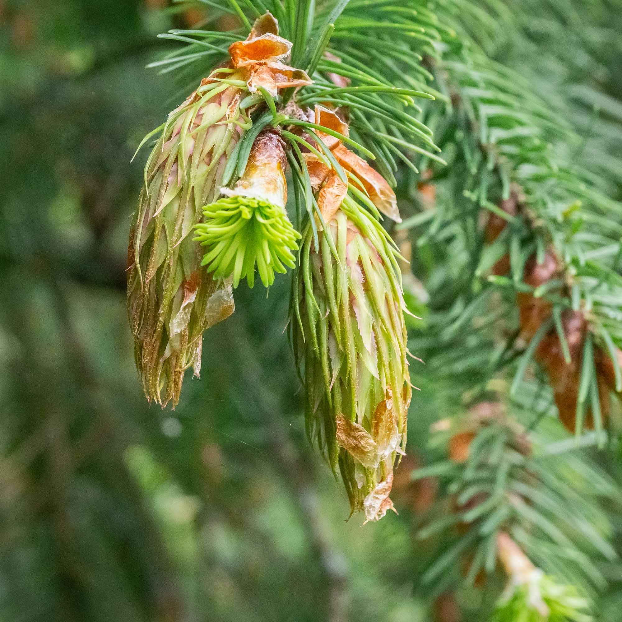 green Douglas-fir cones